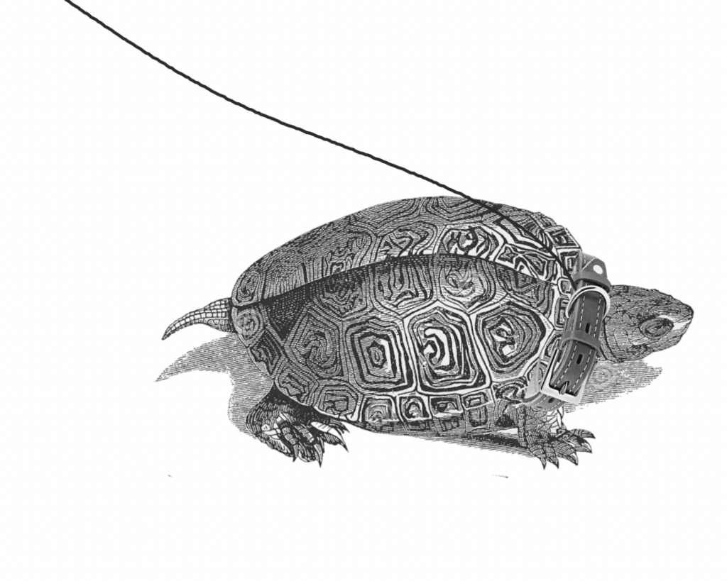 terrapin on leash